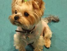 Йоркширский терьер 