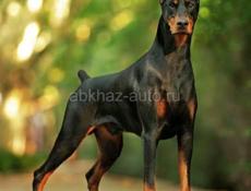 Доберман