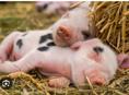 Поросята2 месяца