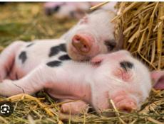 Поросята2 месяца