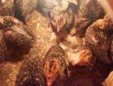 Продаются индюшата