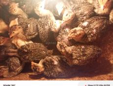 Продаются индюшата