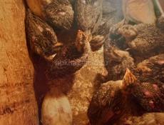 Продаются индюшата