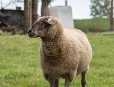 Продается баран 