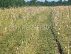 Сдам поле в аренду