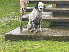 Продается чистокровный щенок английского сеттера!