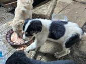 Отдам в добрые руки 