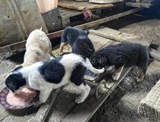 Отдам в добрые руки 