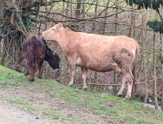 Корова на мясо 