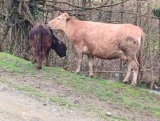 Корова на мясо 