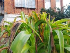 Продаётся уютный двухэтажный дом в сердце Абхазии!