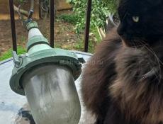 Фонарь уличный