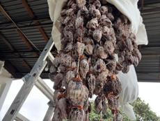 Хурма сушка 