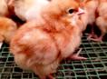 Продам цыплят Ред бро