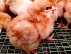 Продам цыплят Ред бро