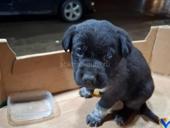 Девочка в добрые руки