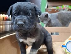 Девочка в добрые руки