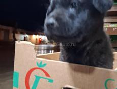 Девочка в добрые руки