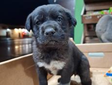 Девочка в добрые руки