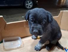 Девочка в добрые руки