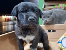 Девочка в добрые руки