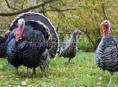 Индюки, крупные