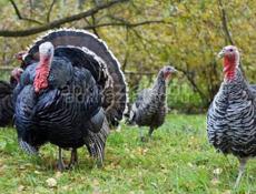 Индюки, крупные