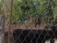 Срочно продаётся бычок , цена договорная