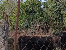 Срочно продаётся бычок , цена договорная