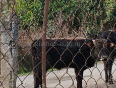 Срочно продаётся бычок , цена договорная