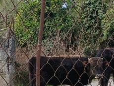 Продаётся срочно цена договорная дранда