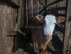 Продаётся тёлка