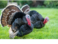 Продаются индюшки 