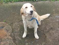 Собака в добрые руки❗️