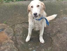 Собака в добрые руки❗️