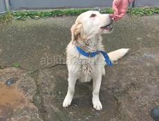 Собака в добрые руки❗️