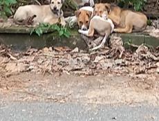 Щенки в добрые руки❗️