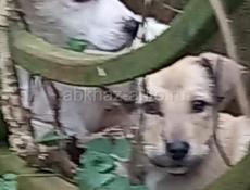 Щенки в добрые руки❗️