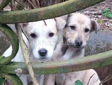 Щенки в добрые руки❗️