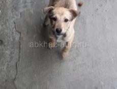 Щенки в добрые руки❗️