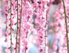 Здравствуйте! Ищу работу в Сухуме. Виктория.