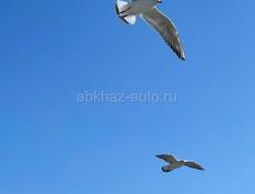 Срочно ищу работу в Сухуме