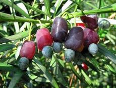 Мармеладное дерево 2000