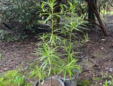 Мармеладное дерево 2000