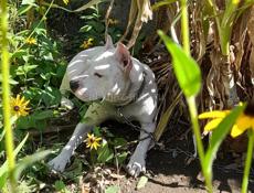 Ищем жениха