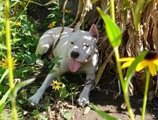 Ищем жениха