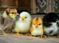 Цыплята 