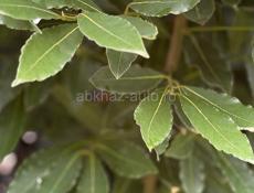 Лавровый лист оптом