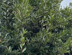 Лавровый лист оптом