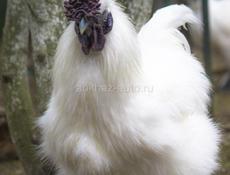 Продаётся петух 